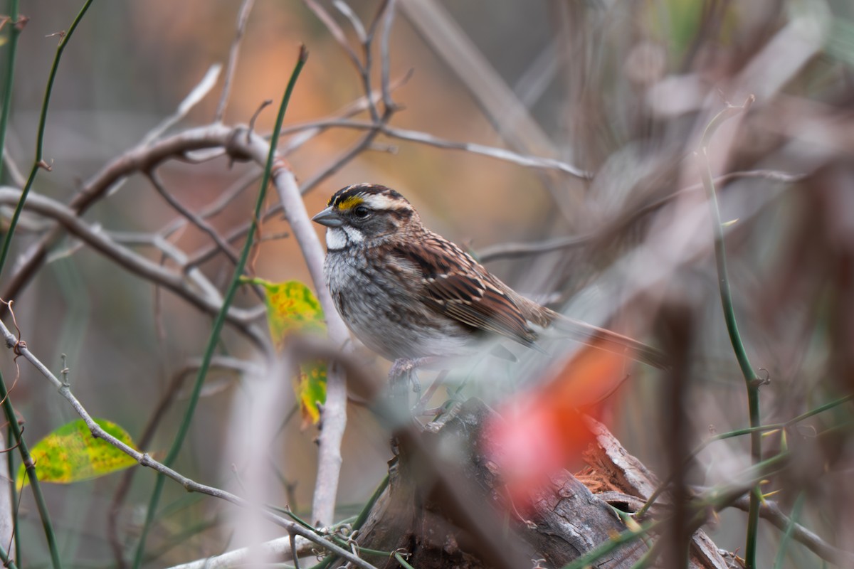 White-throated Sparrow - ML645512265
