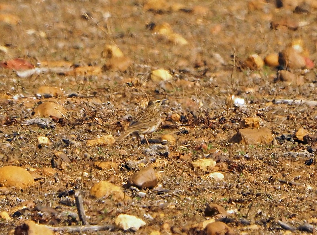 Cape Long-billed Lark (Agulhas) - ML645512266