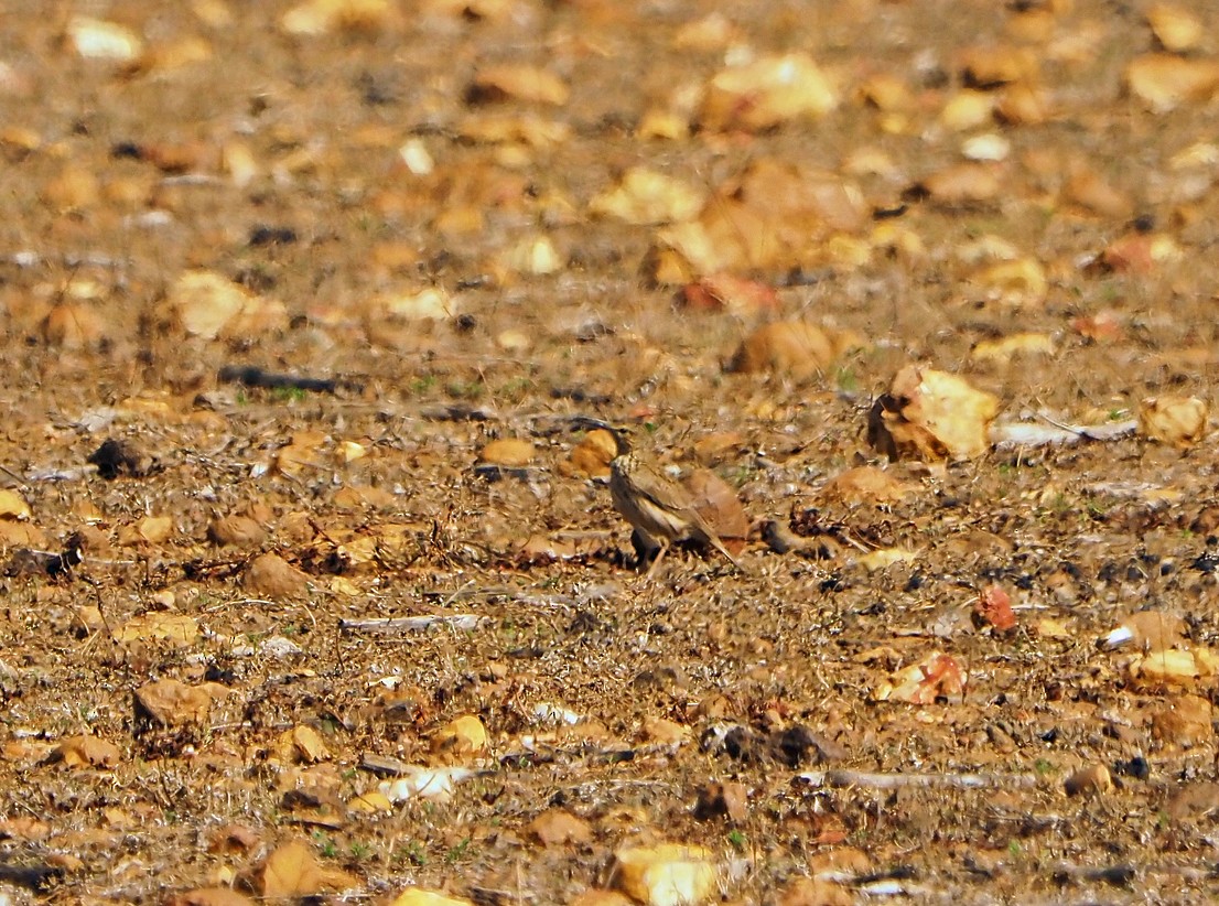 Cape Long-billed Lark (Agulhas) - ML645512267