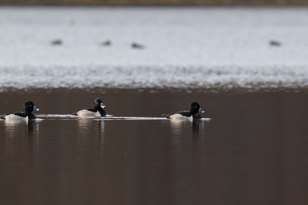 Ring-necked Duck - ML645512271