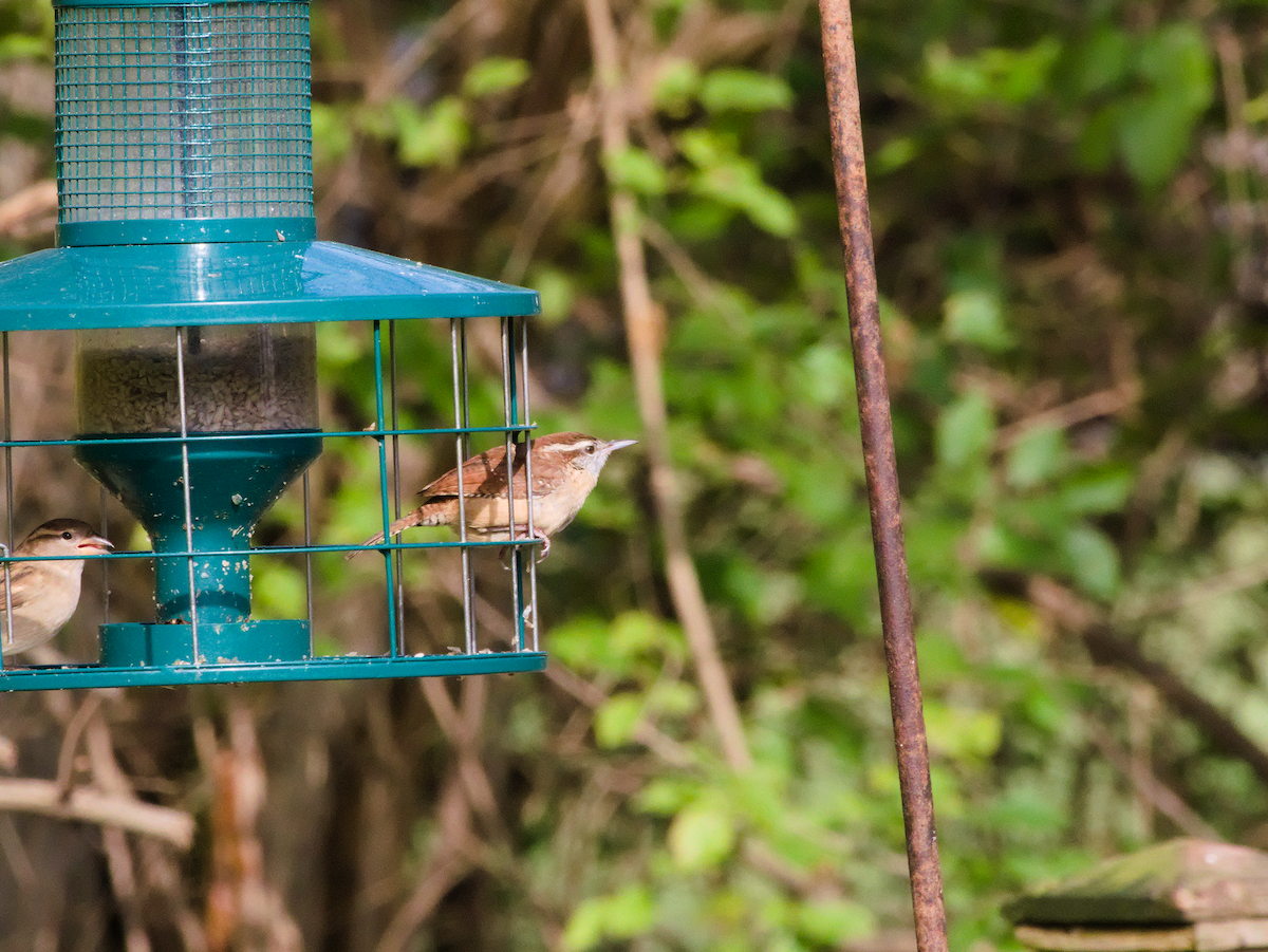 Carolina Wren - ML645512279