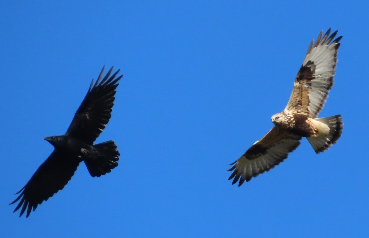 krkavec velký - ML645512283