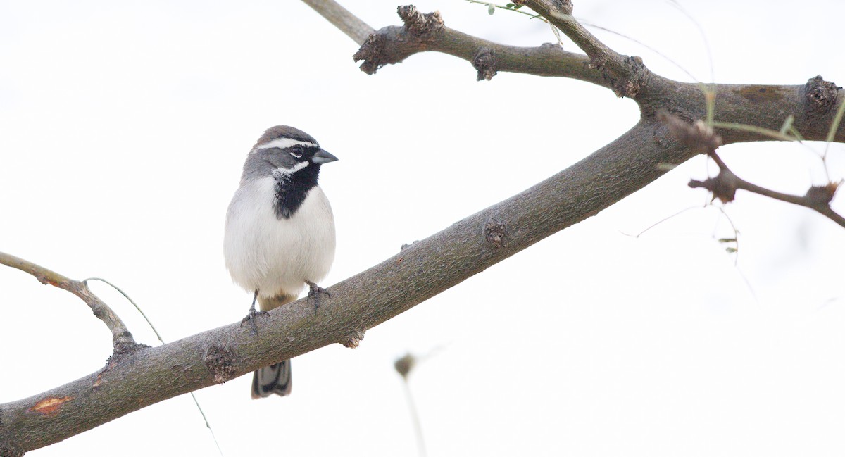 Black-throated Sparrow - ML645512287