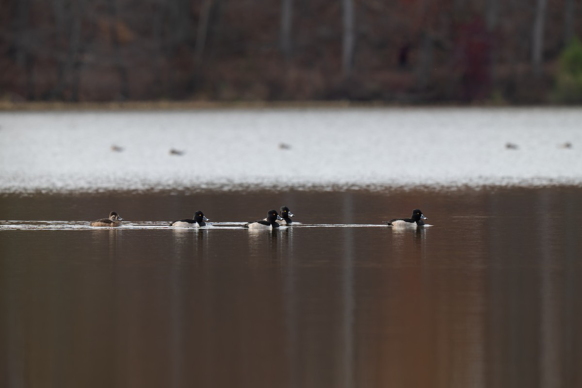 Ring-necked Duck - ML645512288