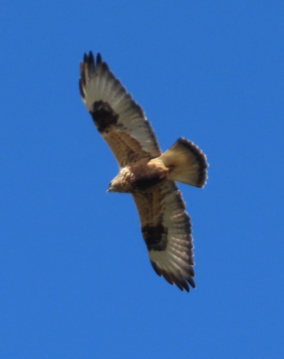 Poiana calzata - ML645512289