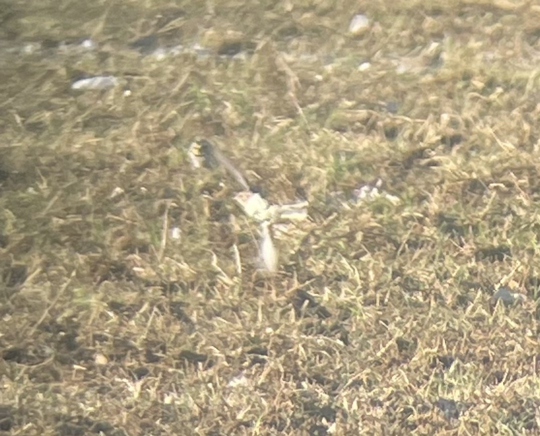 Подорожник лапландський - ML645512291