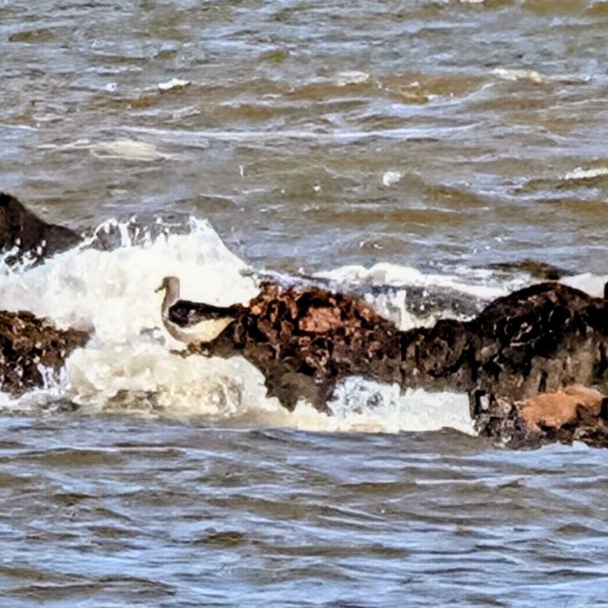 アルゼンチンカモメ - ML645512297