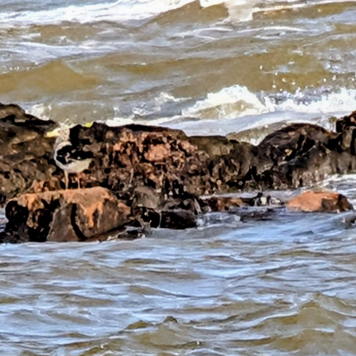 アルゼンチンカモメ - ML645512298