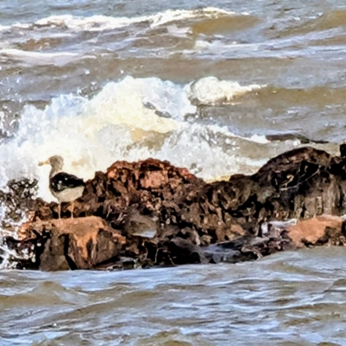 アルゼンチンカモメ - ML645512299