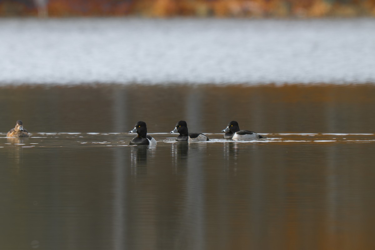 Ring-necked Duck - ML645512305