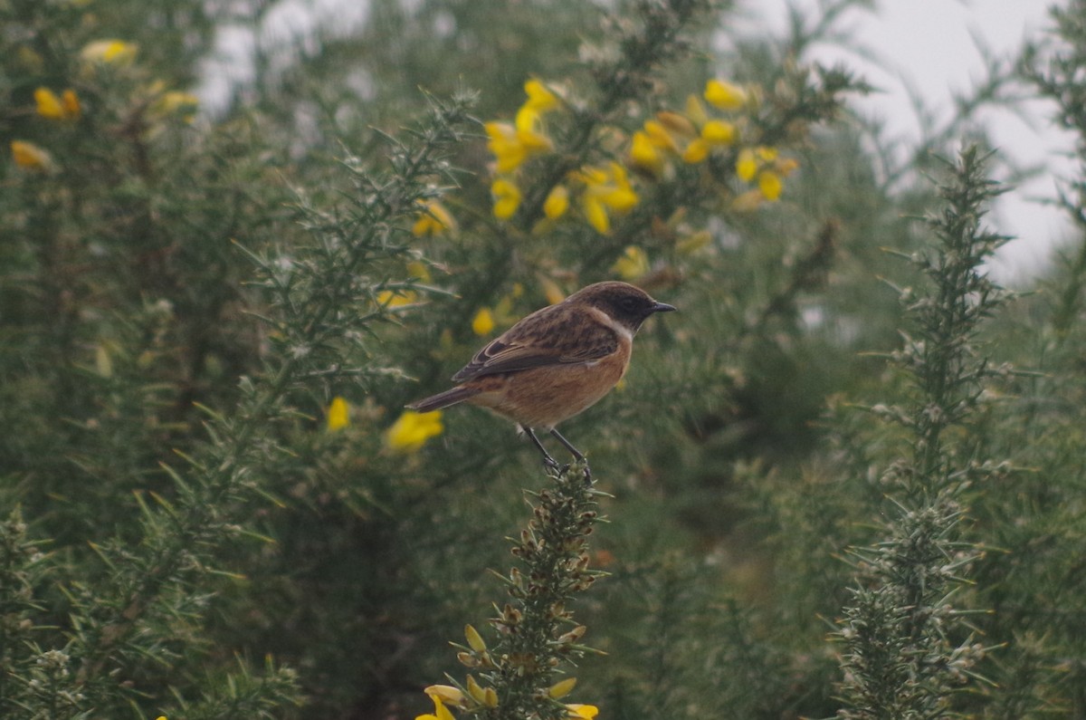 European Stonechat - ML645512316