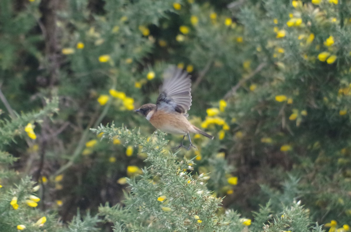European Stonechat - ML645512317