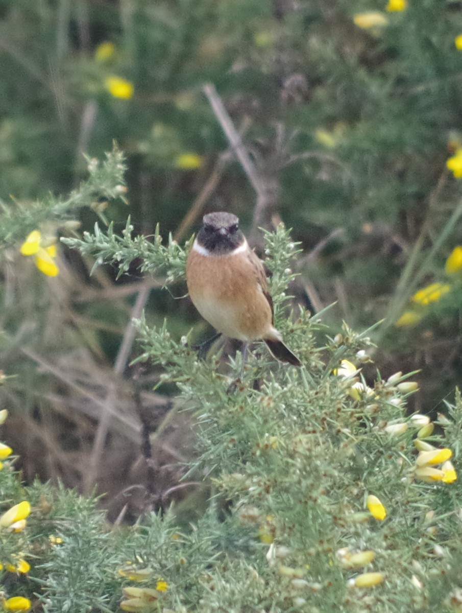 European Stonechat - ML645512318