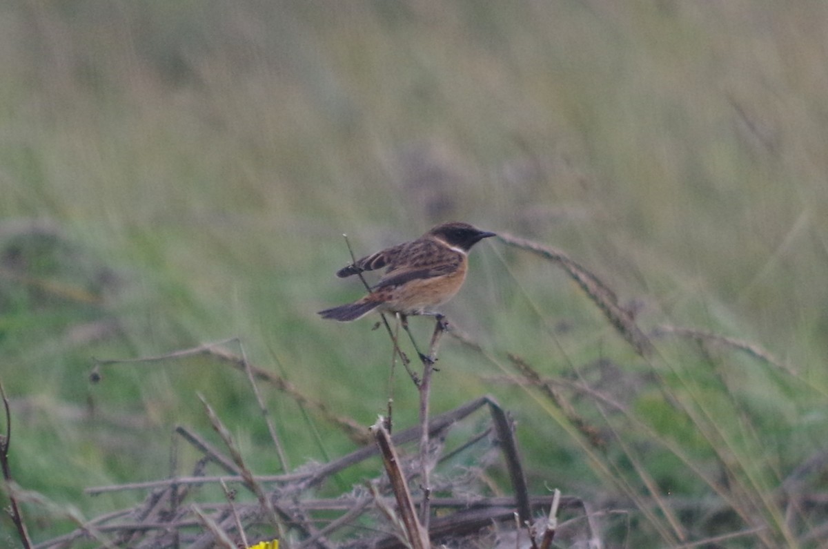 European Stonechat - ML645512319