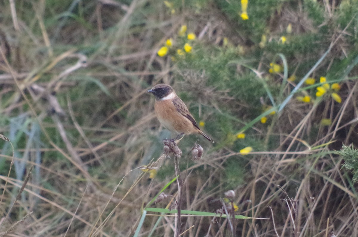 European Stonechat - ML645512320
