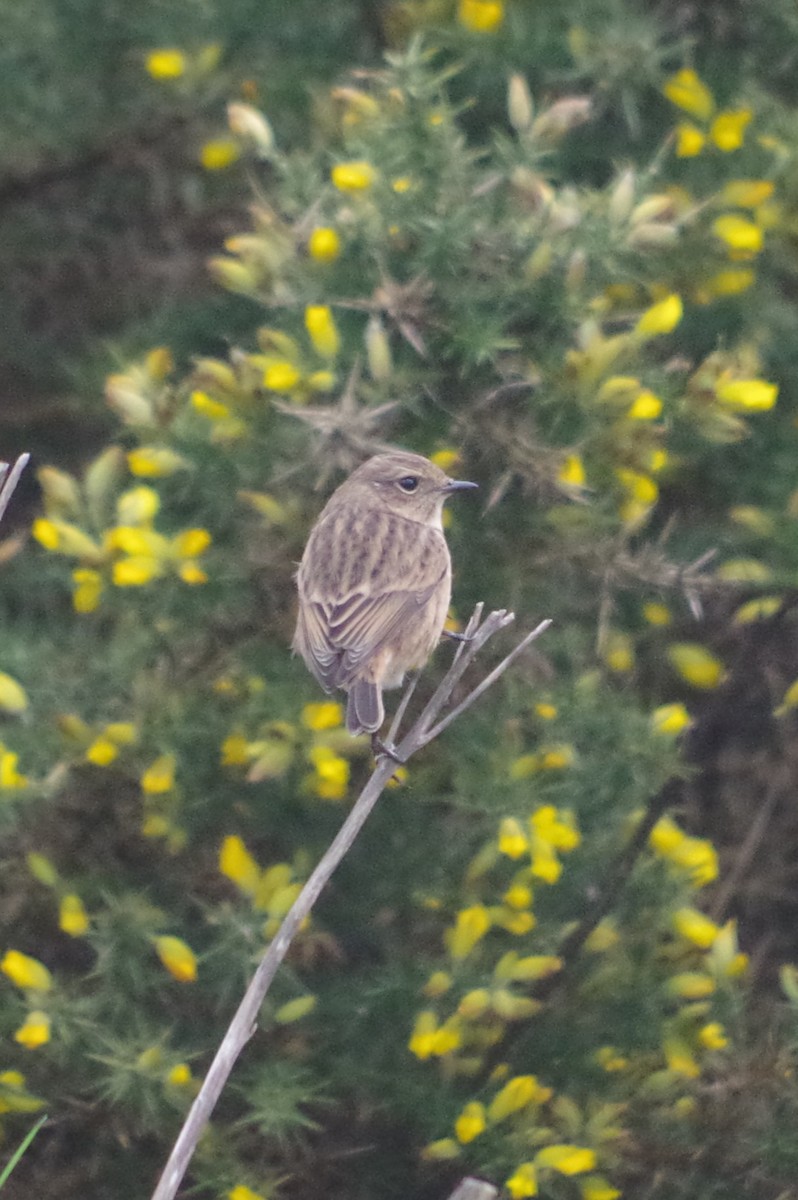 European Stonechat - ML645512321