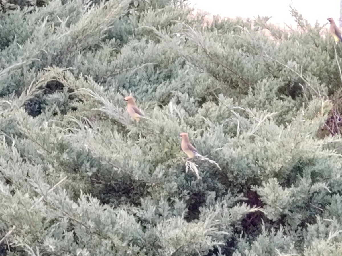 brkoslav americký - ML645512322