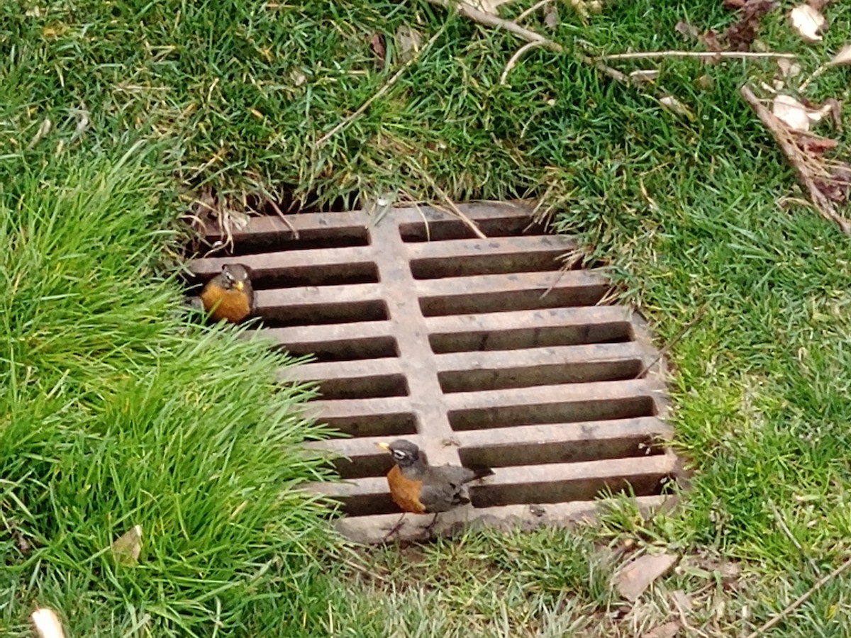 drozd stěhovavý - ML645512323