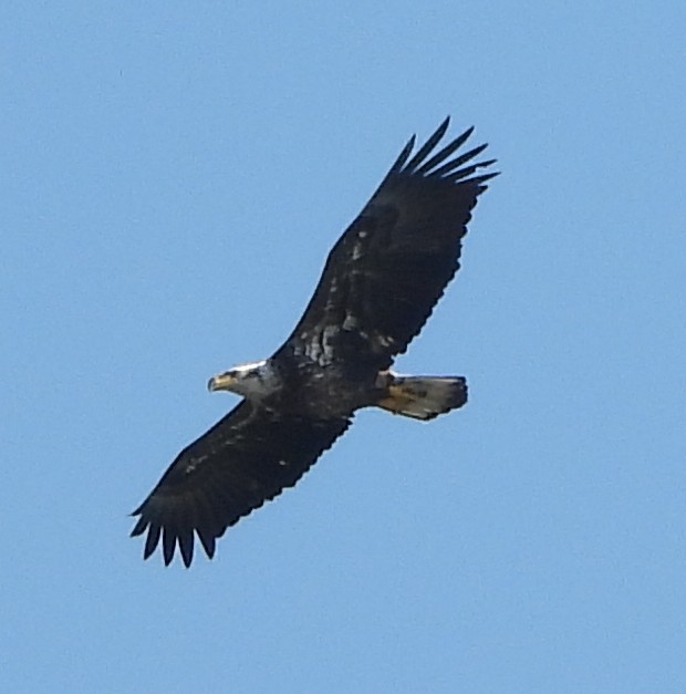 Bald Eagle - ML645512327