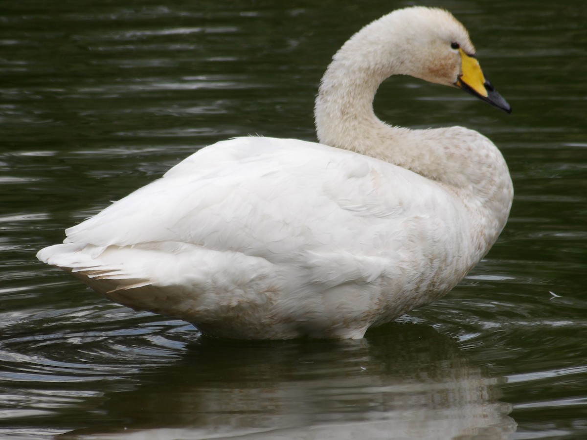 Whooper Swan - ML645512328