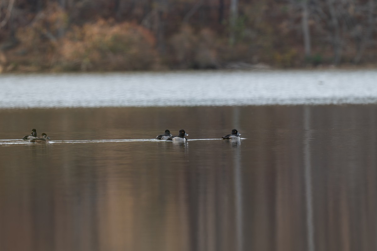 Ring-necked Duck - ML645512333