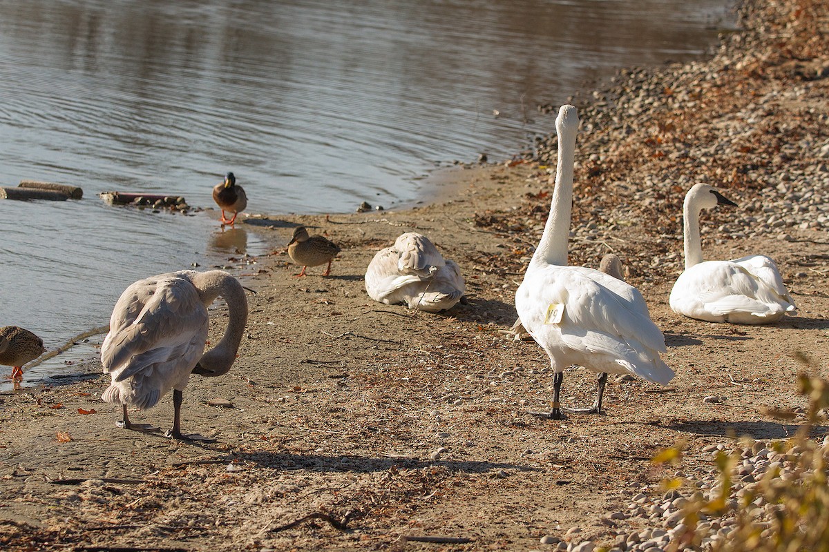 Trumpeter Swan - ML645512335