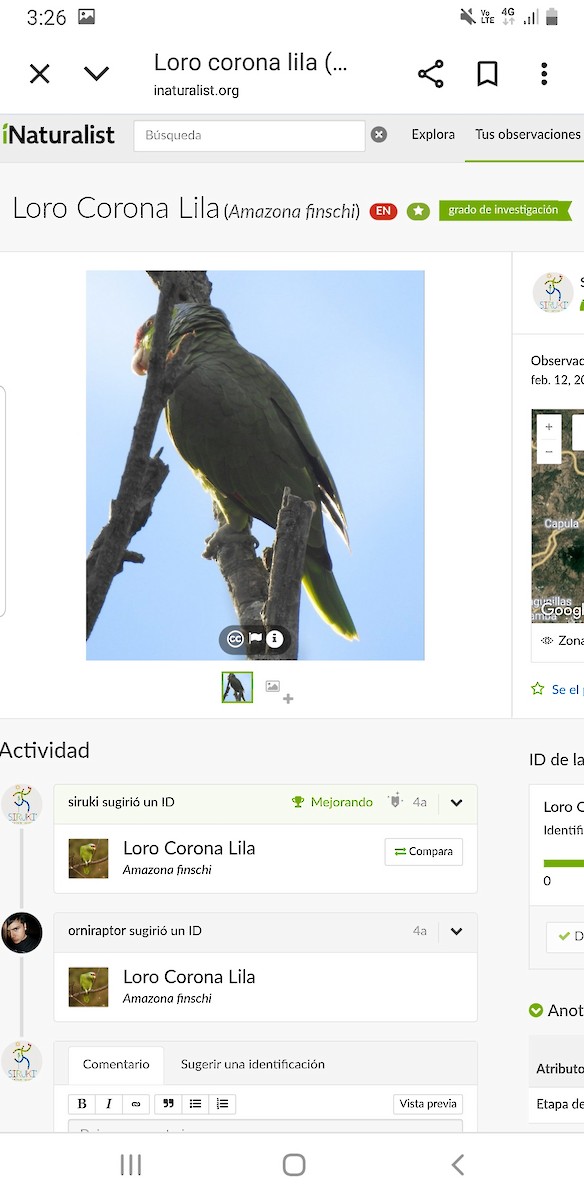 Lilac-crowned Amazon - ML645512337