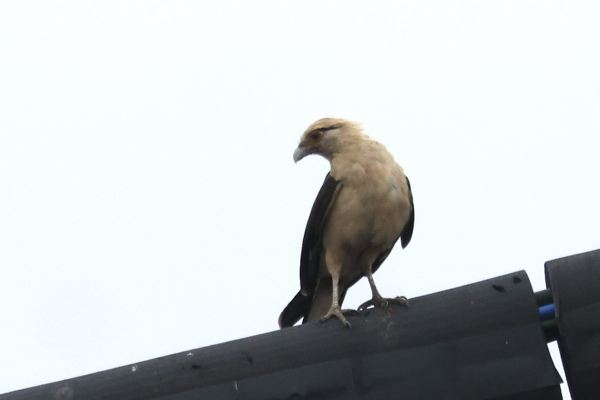 Yellow-headed Caracara - ML645512338
