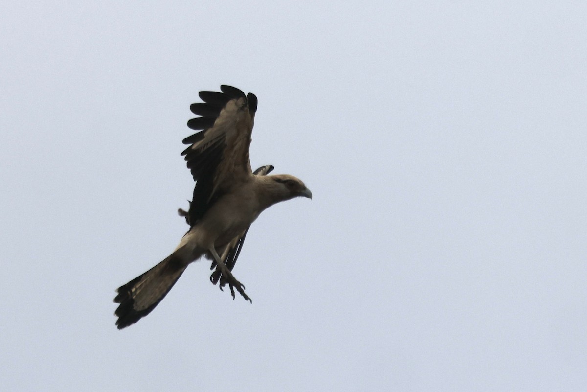 Yellow-headed Caracara - ML645512339