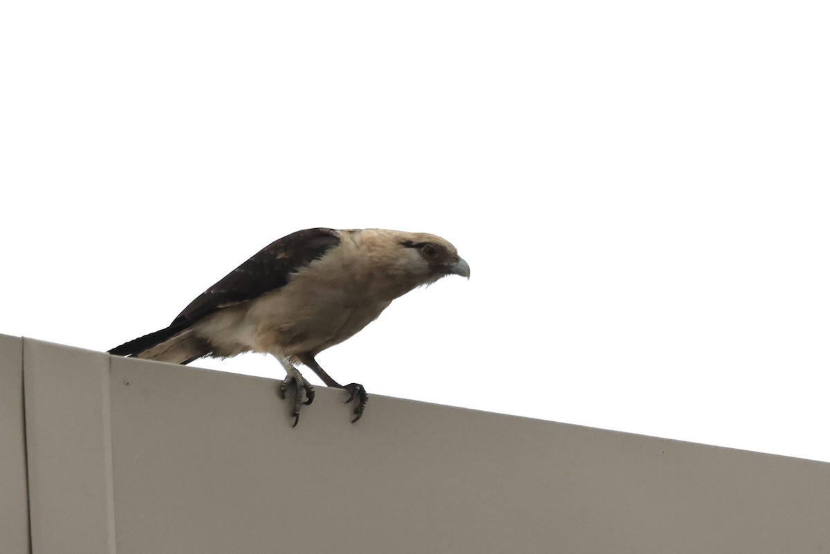 Yellow-headed Caracara - ML645512340