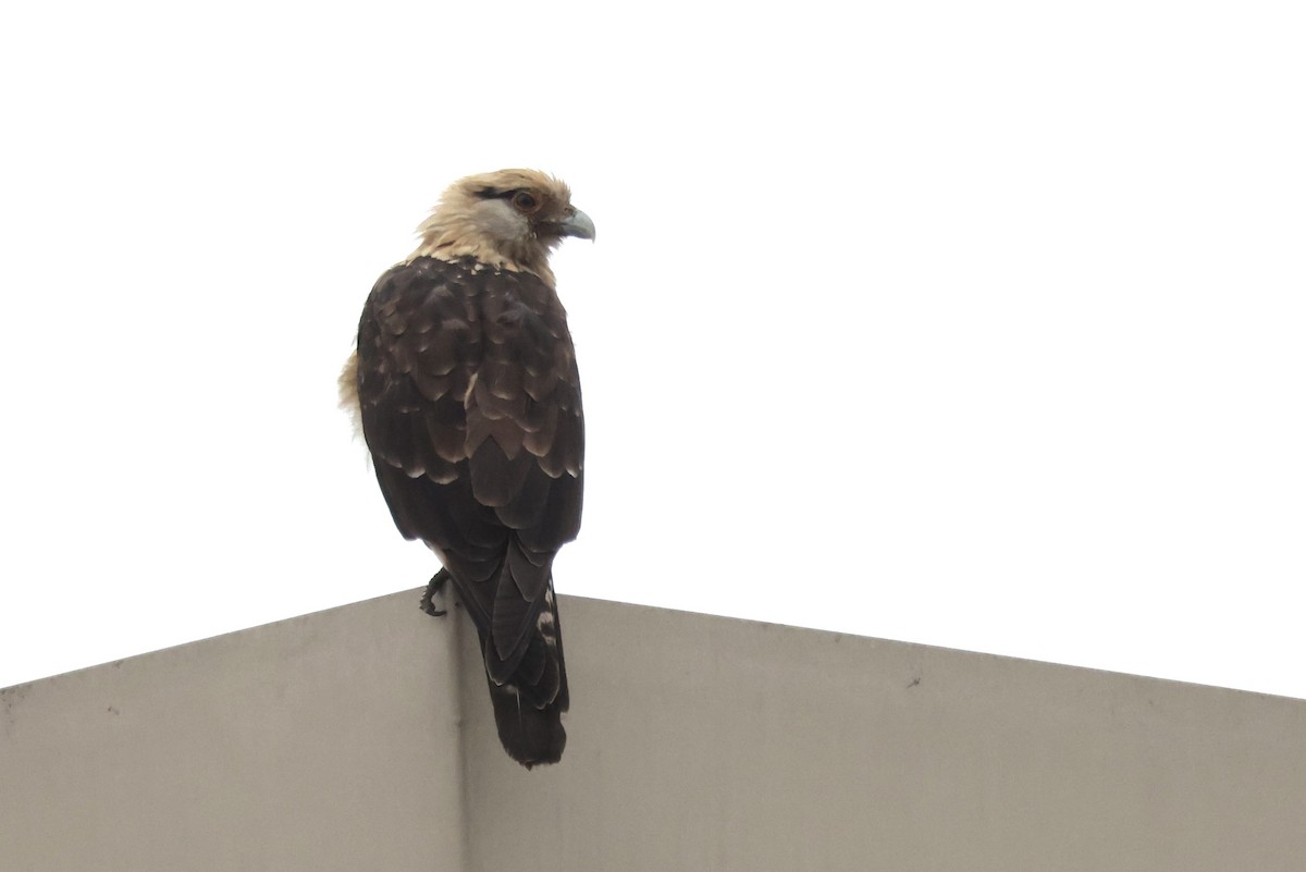 Yellow-headed Caracara - ML645512341