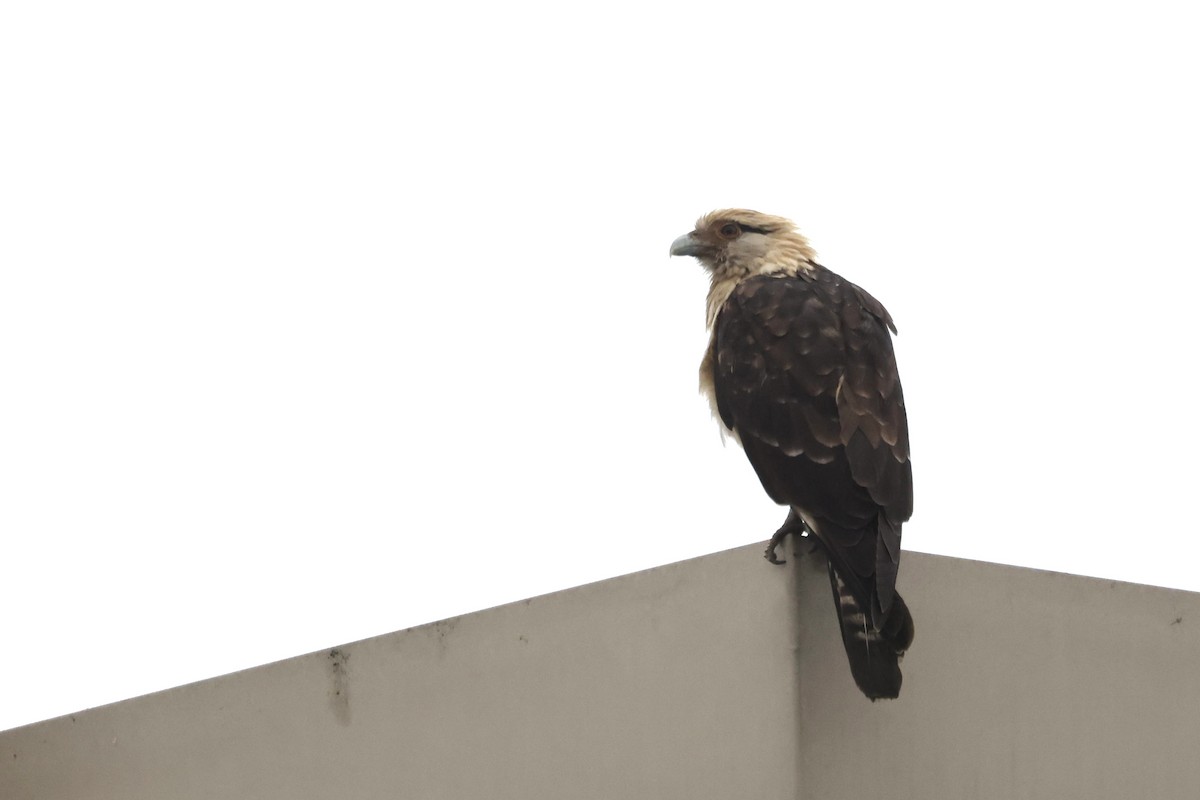 Yellow-headed Caracara - ML645512342