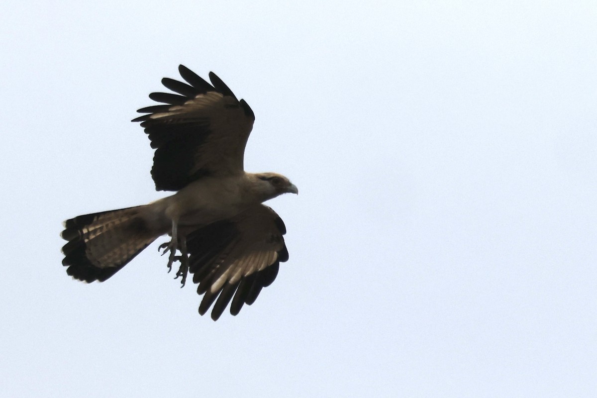Yellow-headed Caracara - ML645512343