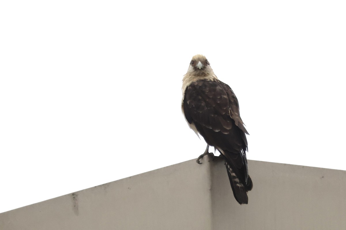 Yellow-headed Caracara - ML645512344