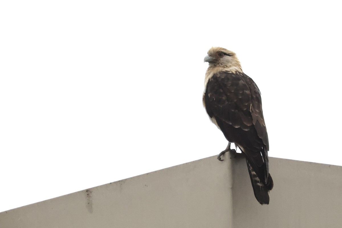Yellow-headed Caracara - ML645512345