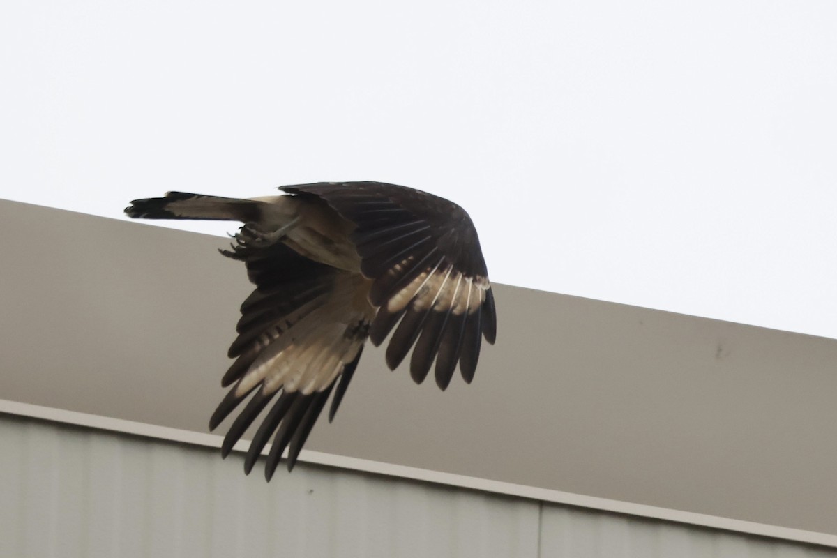 Yellow-headed Caracara - ML645512346