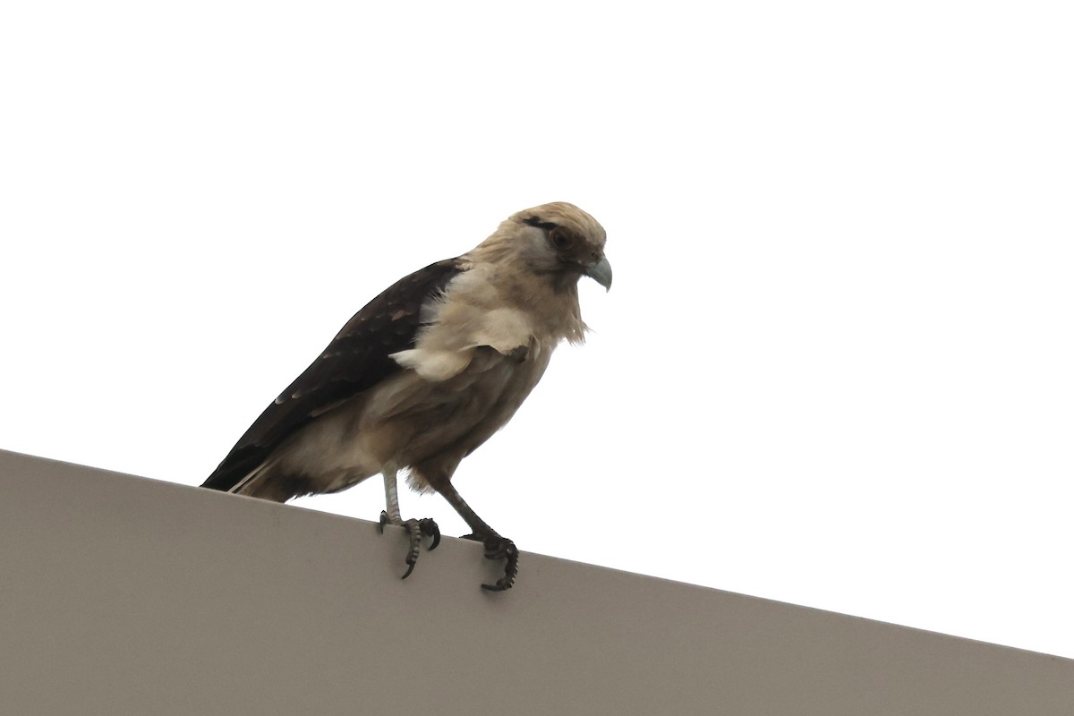 Yellow-headed Caracara - ML645512347