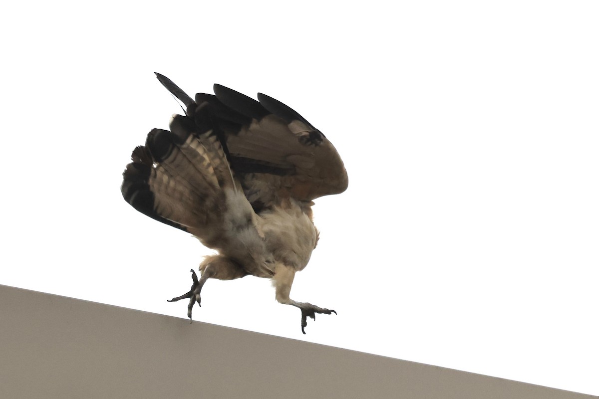 Yellow-headed Caracara - ML645512348