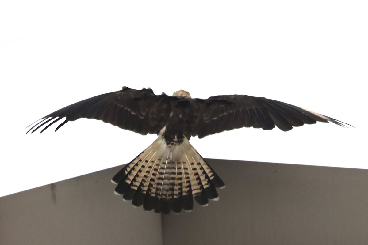 Yellow-headed Caracara - ML645512349