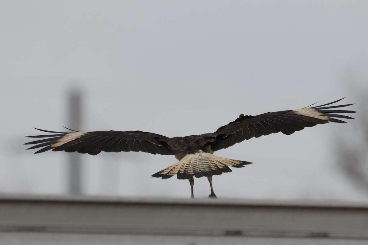 Yellow-headed Caracara - ML645512350