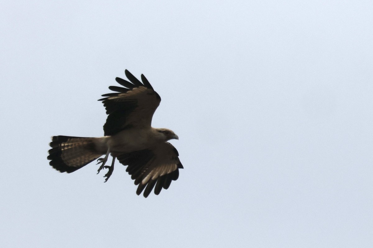 Yellow-headed Caracara - ML645512351