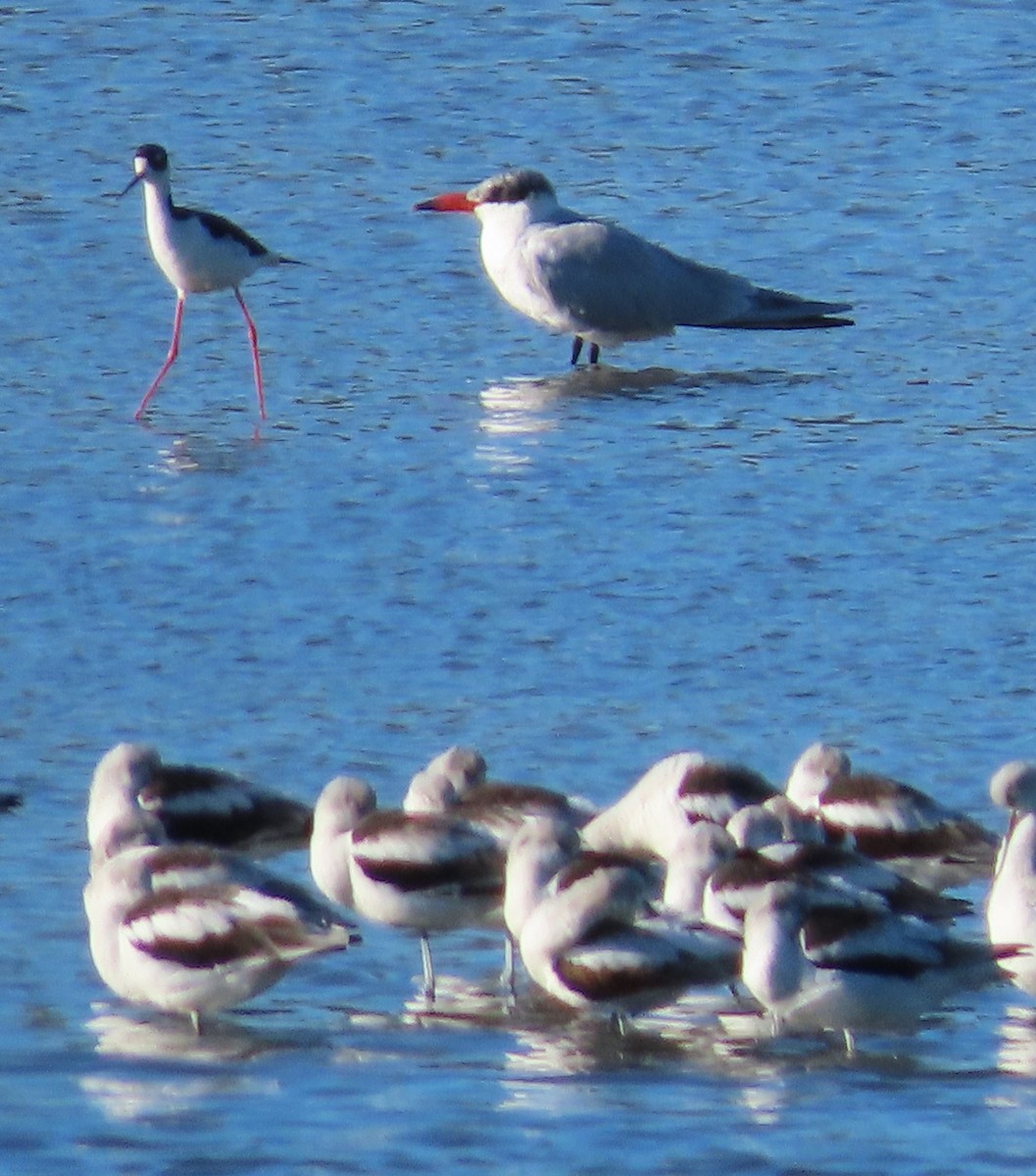 Sterna maggiore - ML645512358