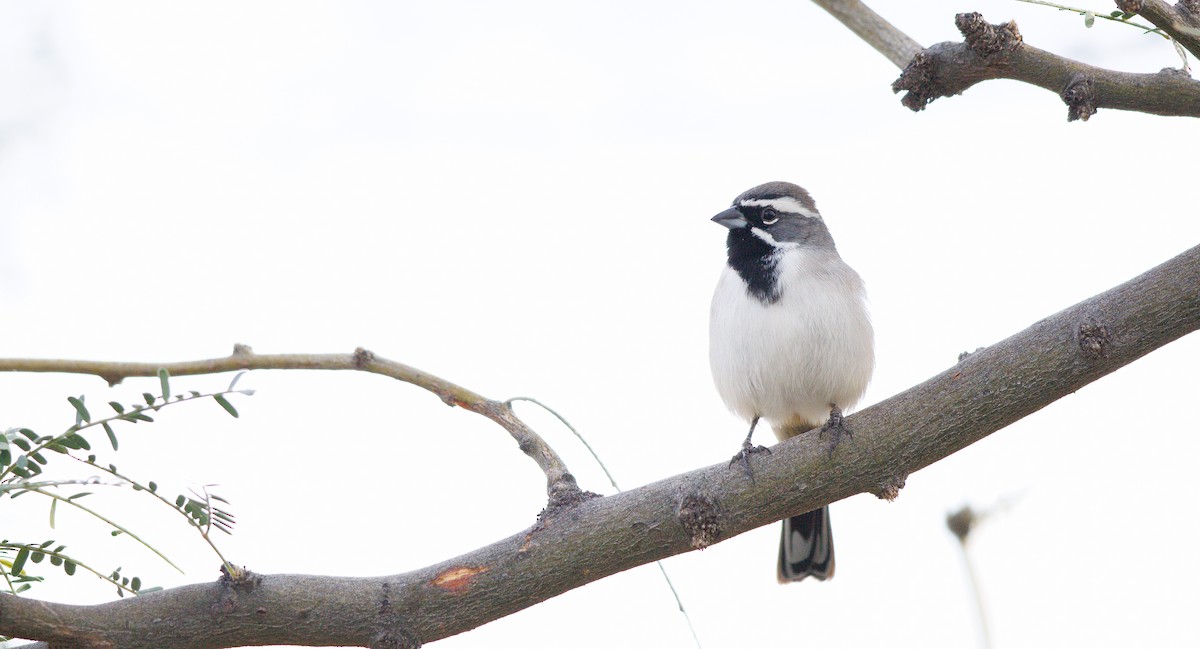 Black-throated Sparrow - ML645512364
