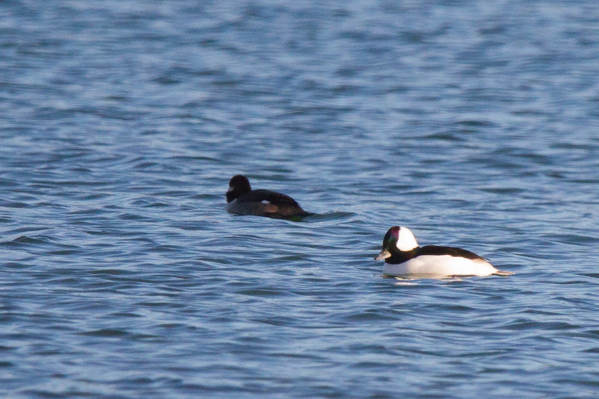 Bufflehead - ML645512398