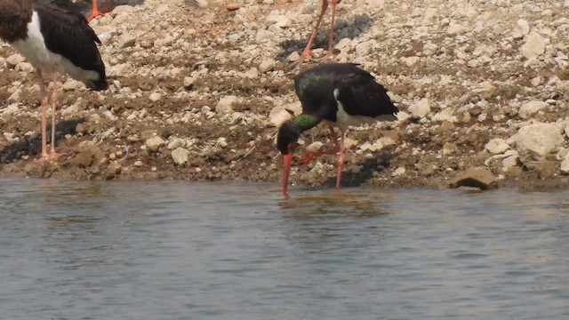 Black Stork - ML645512399