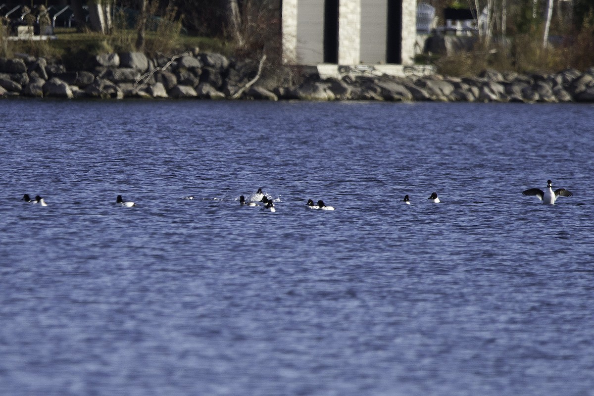 Алаг шунгаач - ML645512407