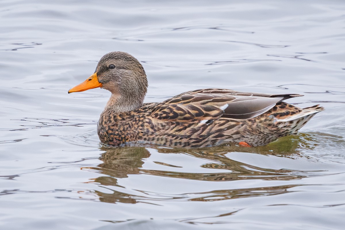 Mallard - ML645512419