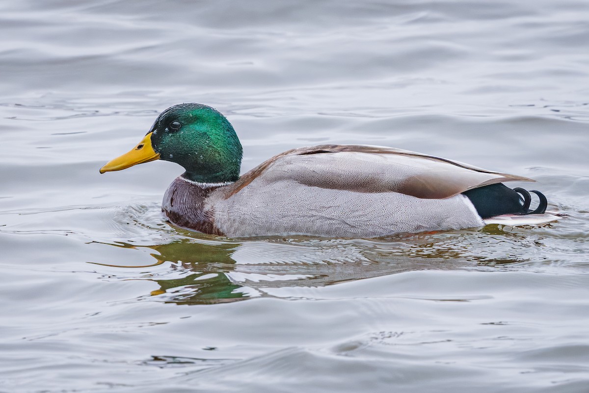 Mallard - ML645512420