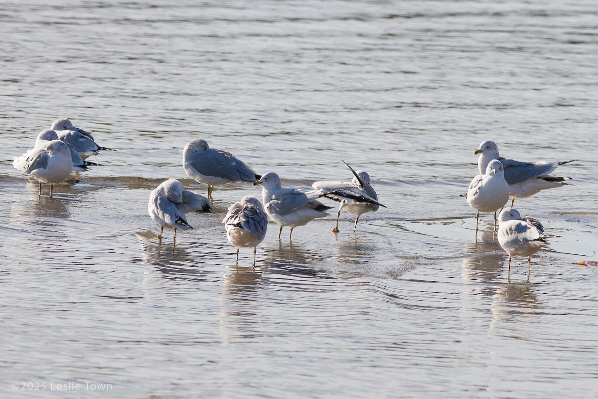 Ring-billed Gull - ML645512422