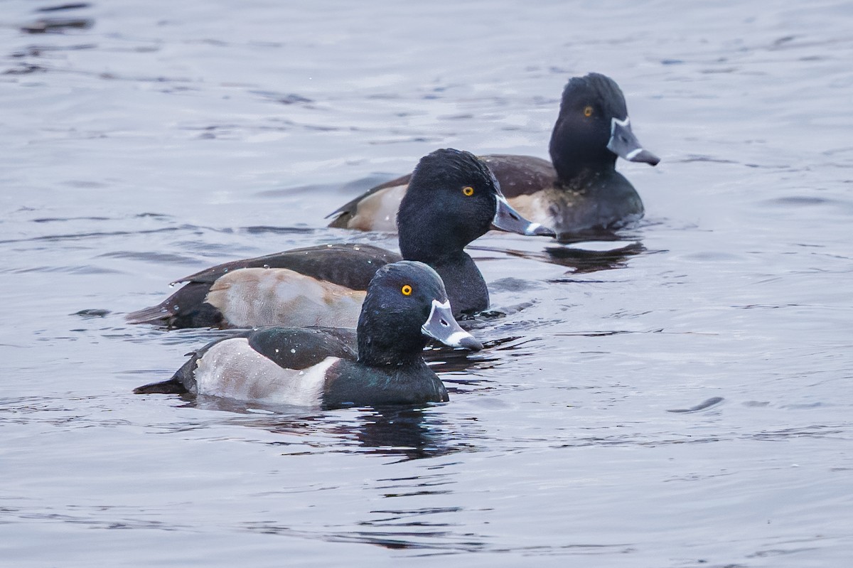 Ring-necked Duck - ML645512425